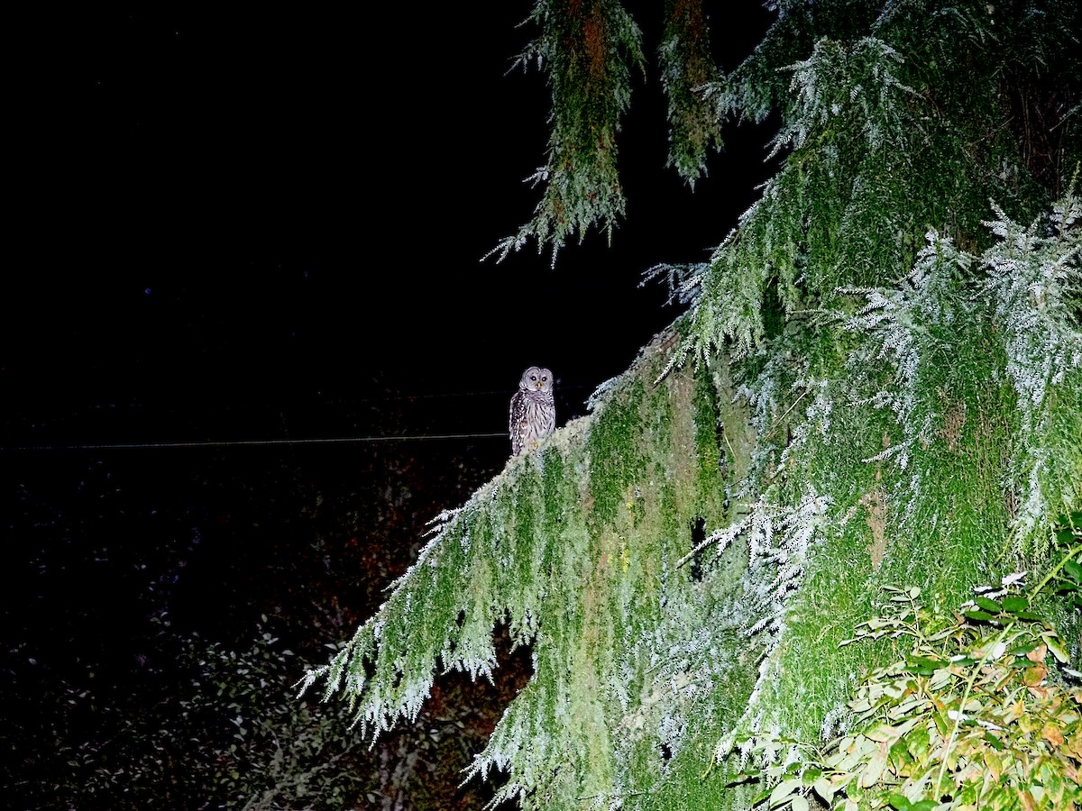 Barred Owl - ML624018944