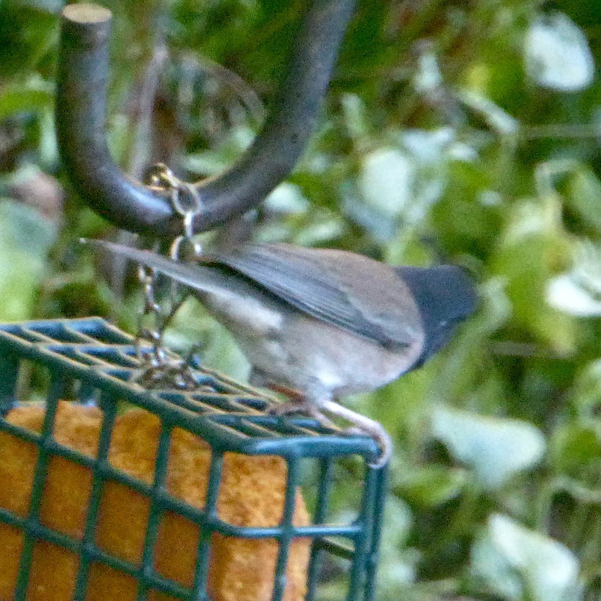 Dark-eyed Junco (Oregon) - ML624018945