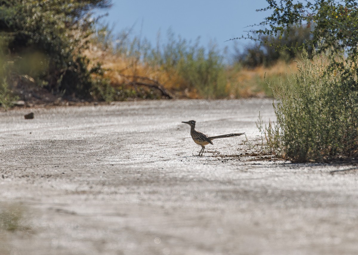 Greater Roadrunner - ML624018946