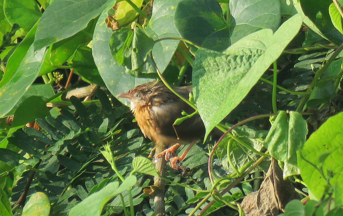 Tawny-bellied Babbler - ML624018949