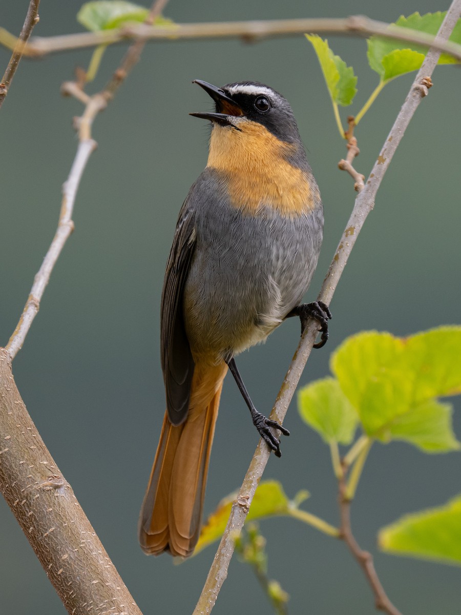 Cape Robin-Chat - ML624018950