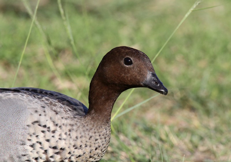 Maned Duck - ML624018953