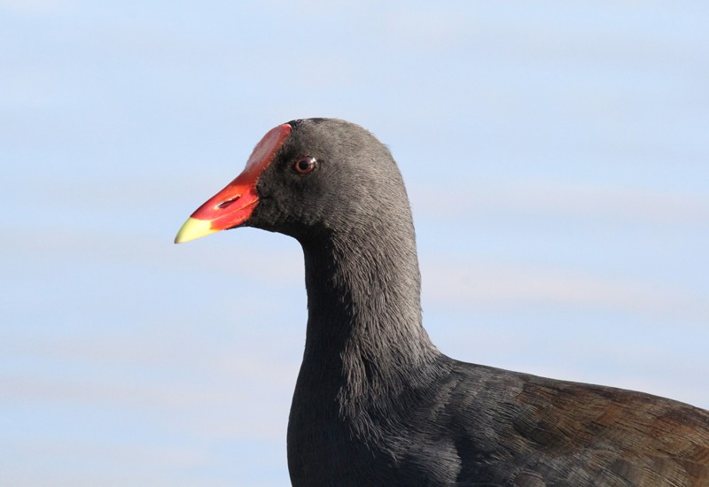 Dusky Moorhen - ML624018961