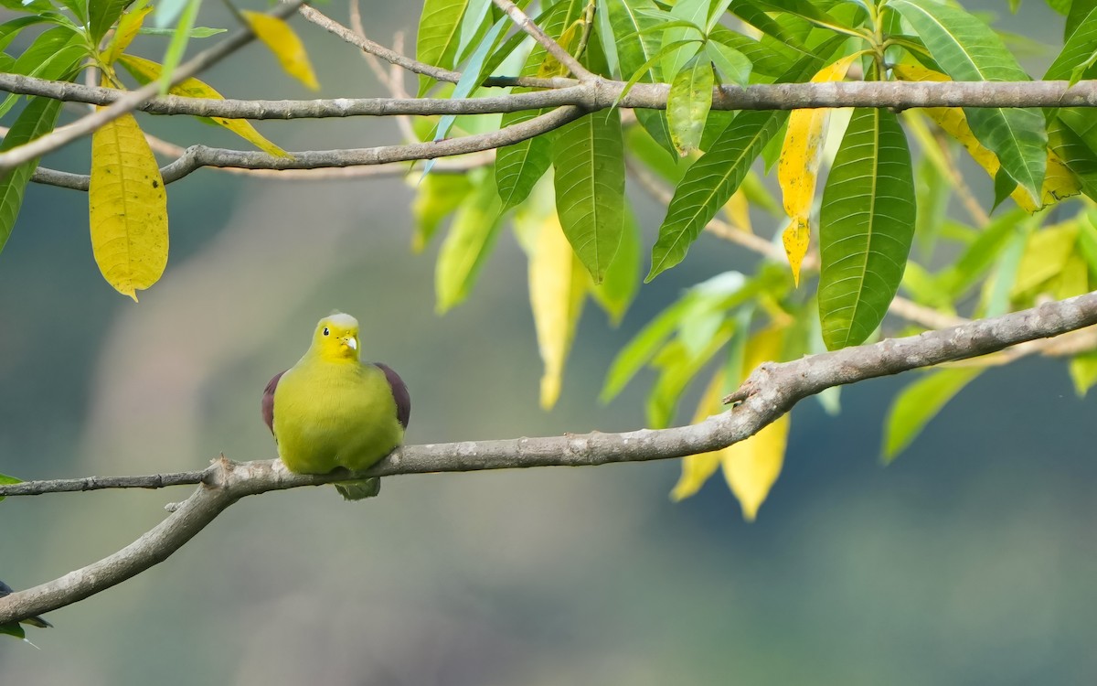 Sri Lanka Green-Pigeon - ML624018965