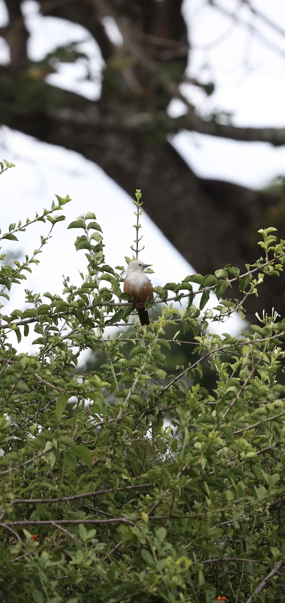 Malabar Starling - ML624018968