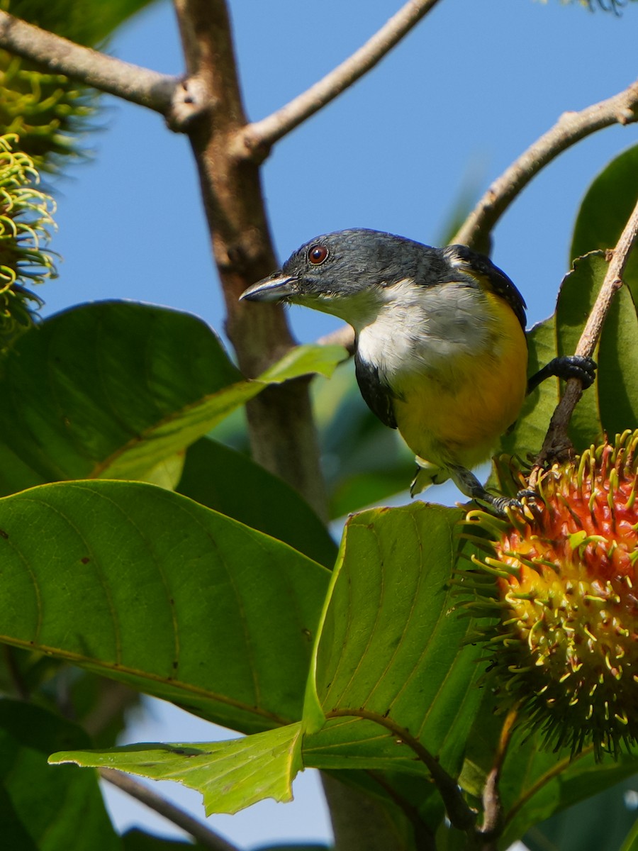 White-throated Flowerpecker - ML624018991