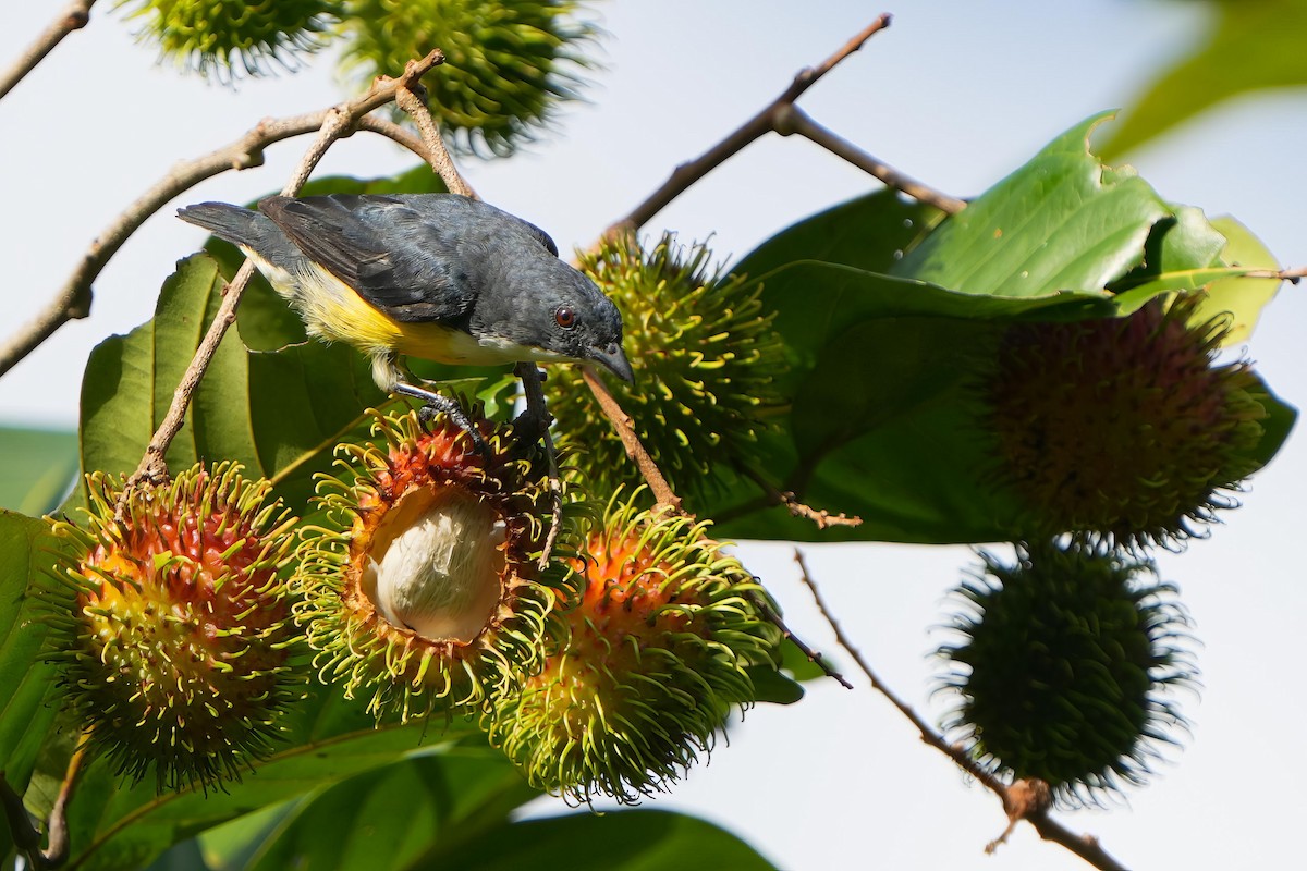 White-throated Flowerpecker - ML624018992