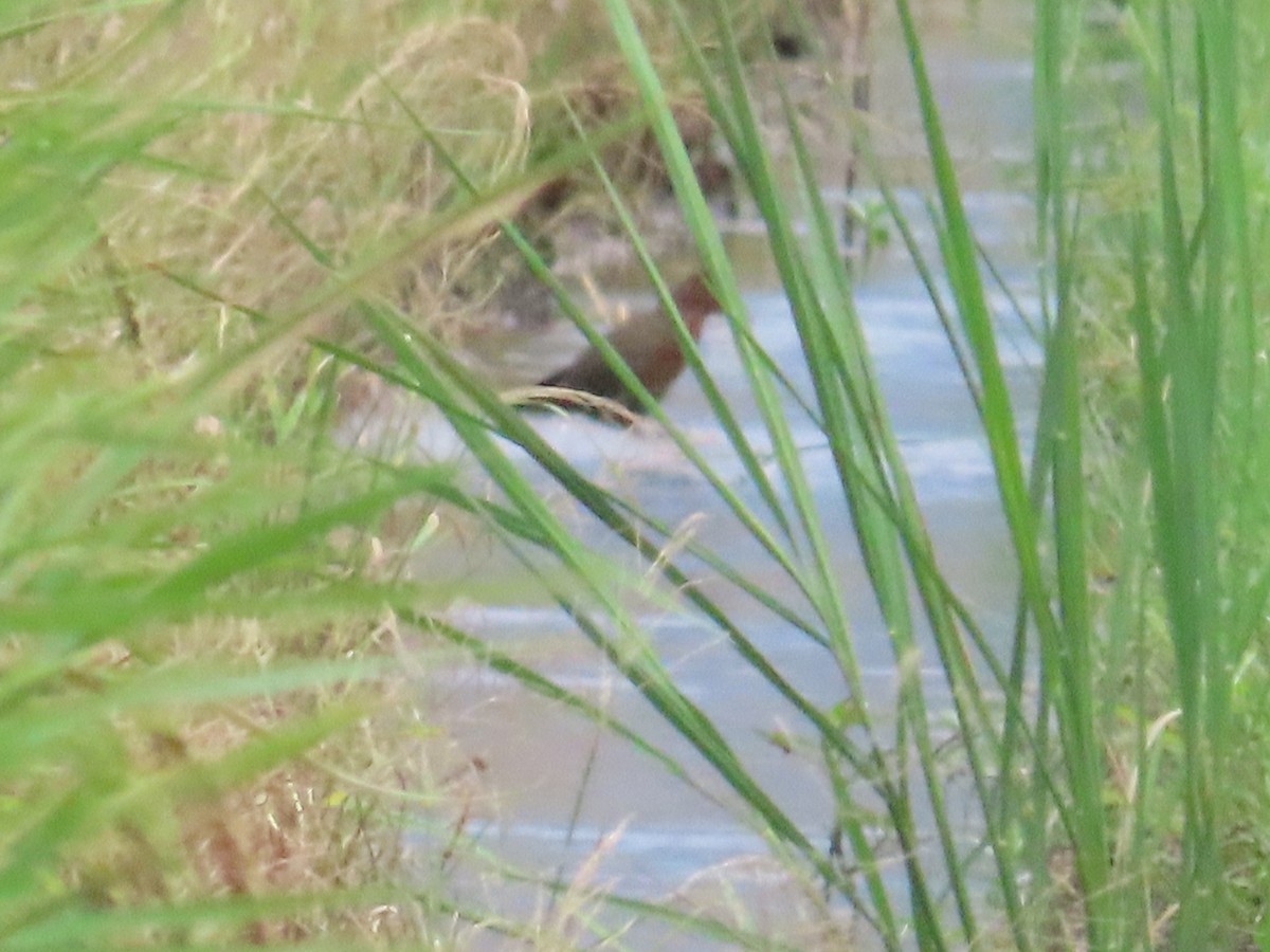 Ruddy-breasted Crake - ML624019004