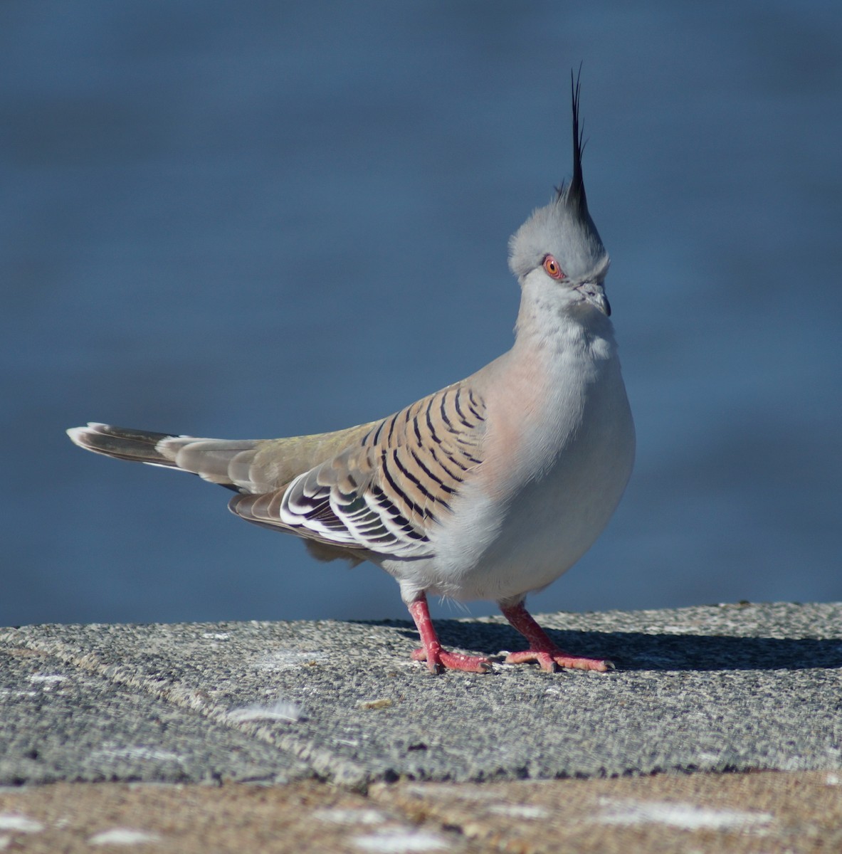 Crested Pigeon - ML62401901