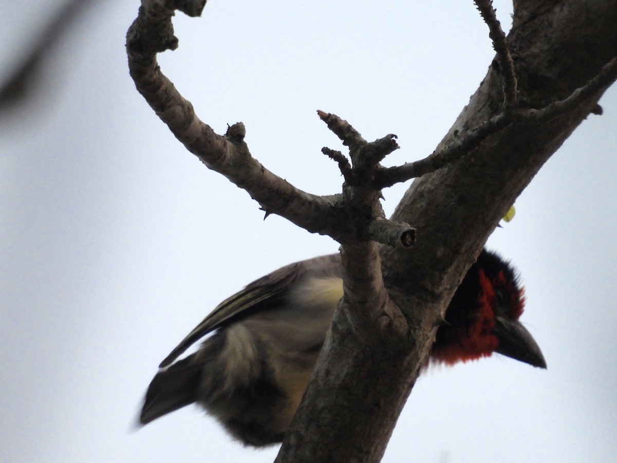 Black-collared Barbet - ML624019029