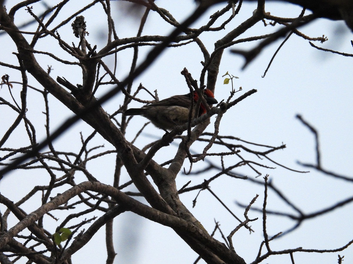 Black-collared Barbet - ML624019030