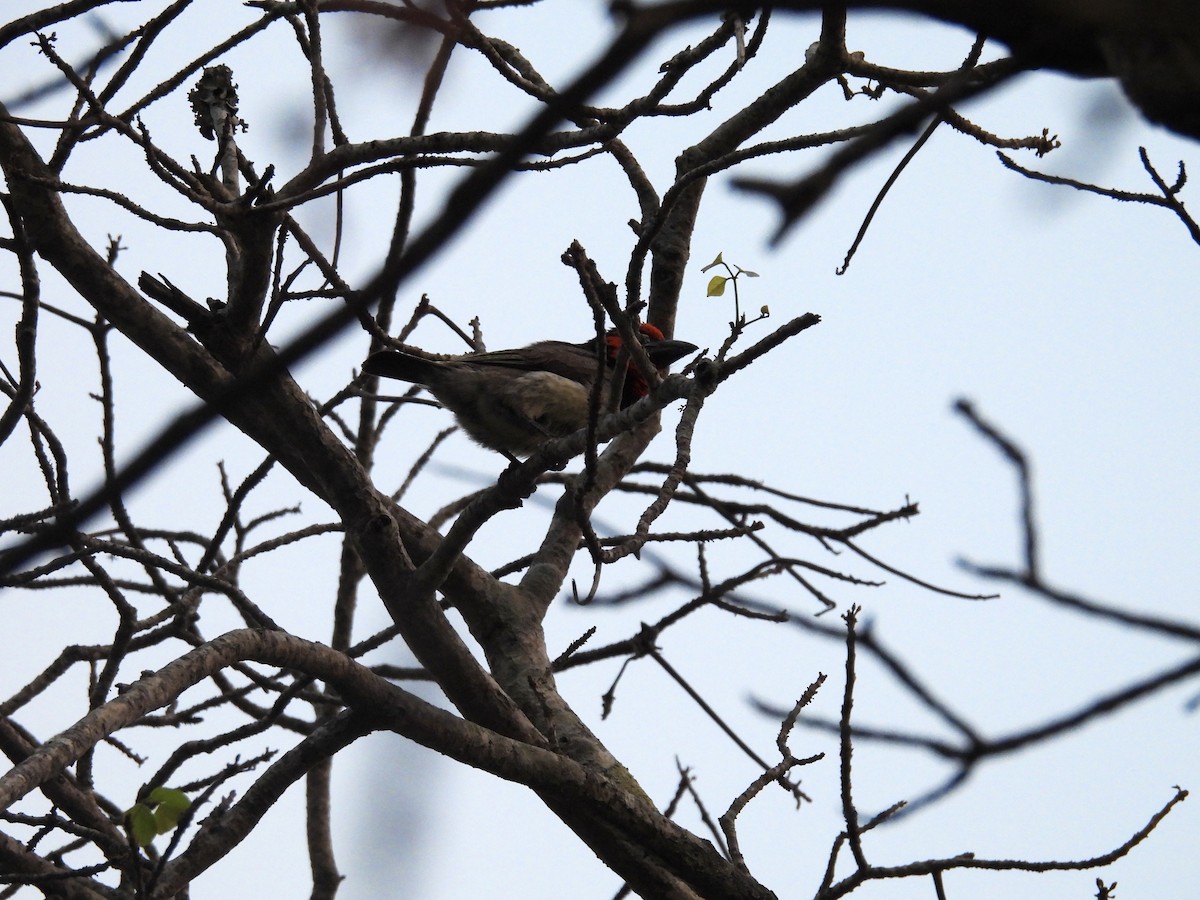 Black-collared Barbet - ML624019031