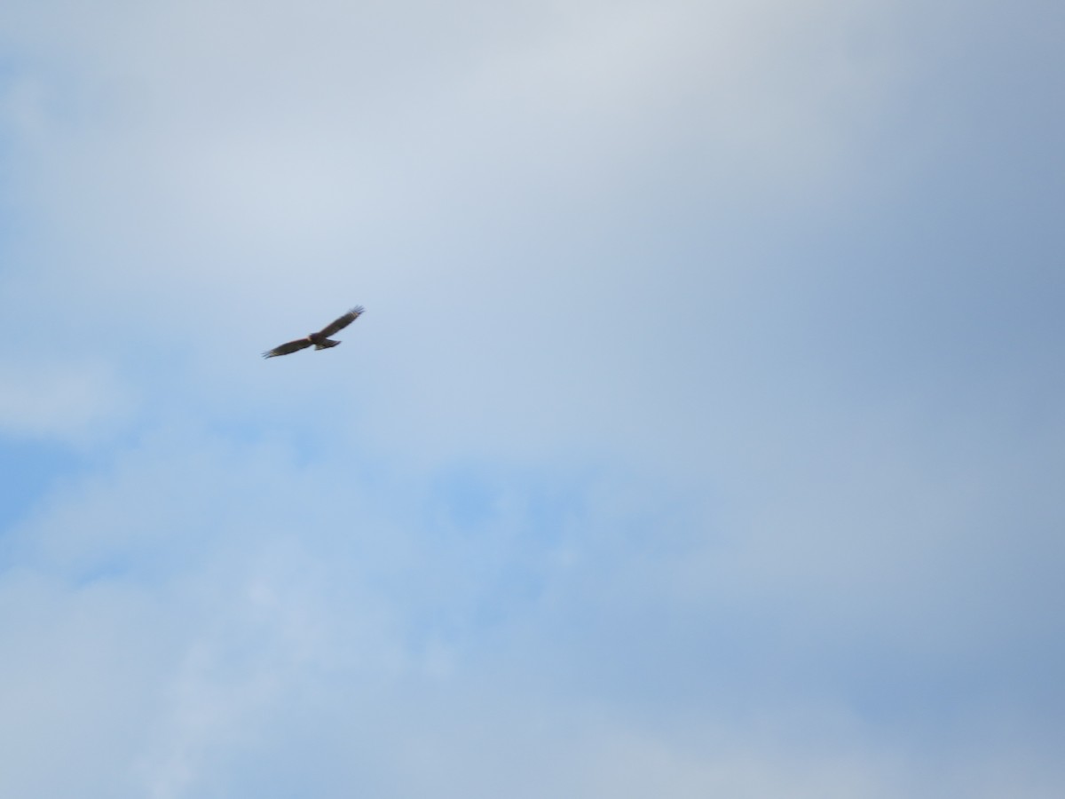 Red-shouldered Hawk - ML624019056