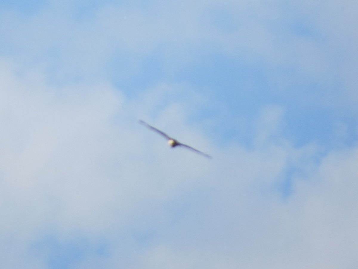 Red-shouldered Hawk - ML624019058