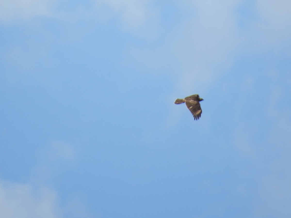 Red-shouldered Hawk - Jessica Foster