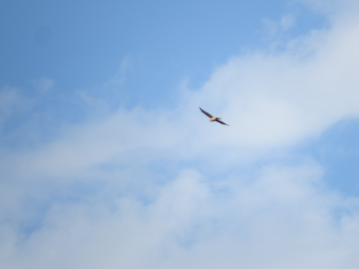 Red-shouldered Hawk - ML624019061