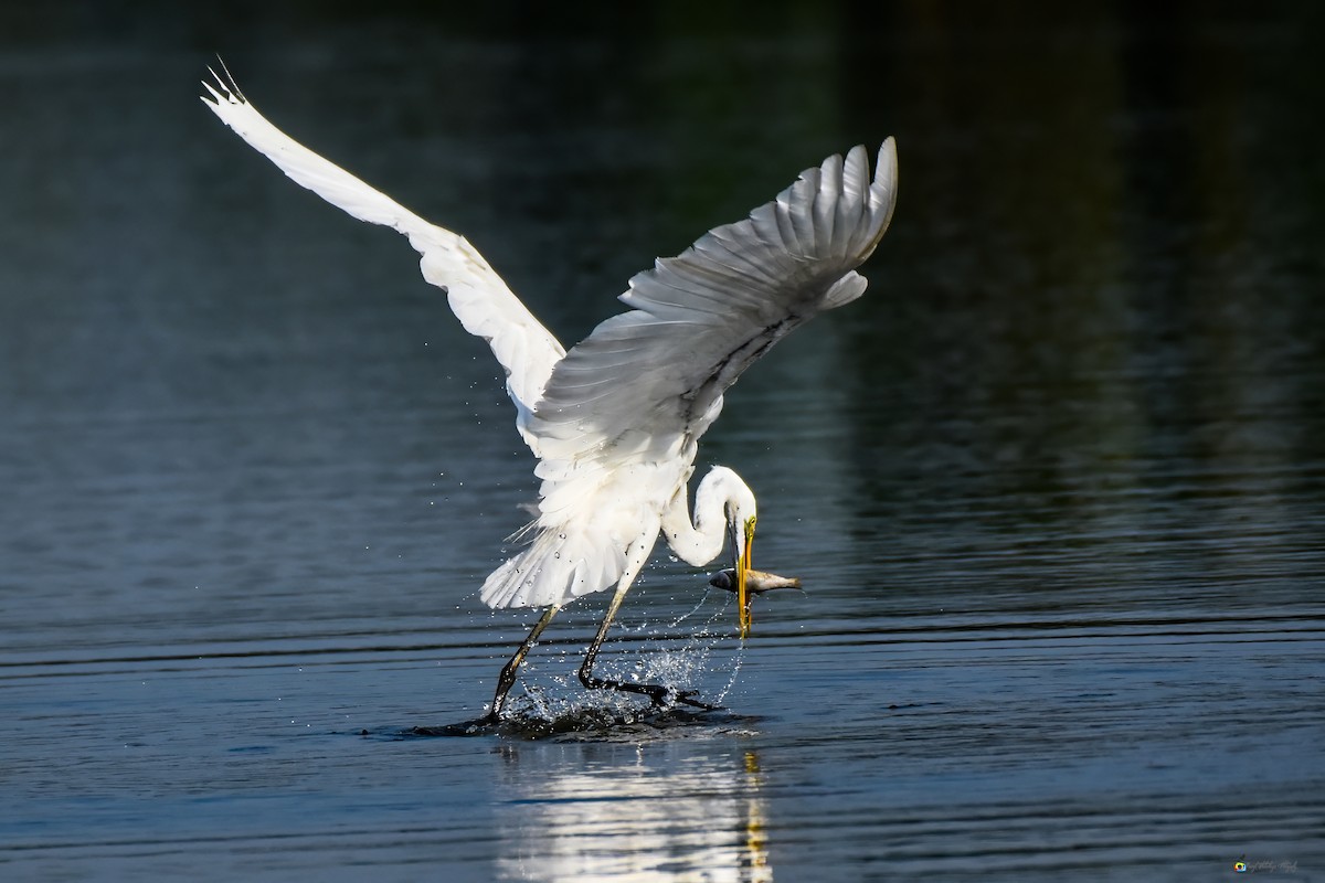 Great Egret - ML624019063