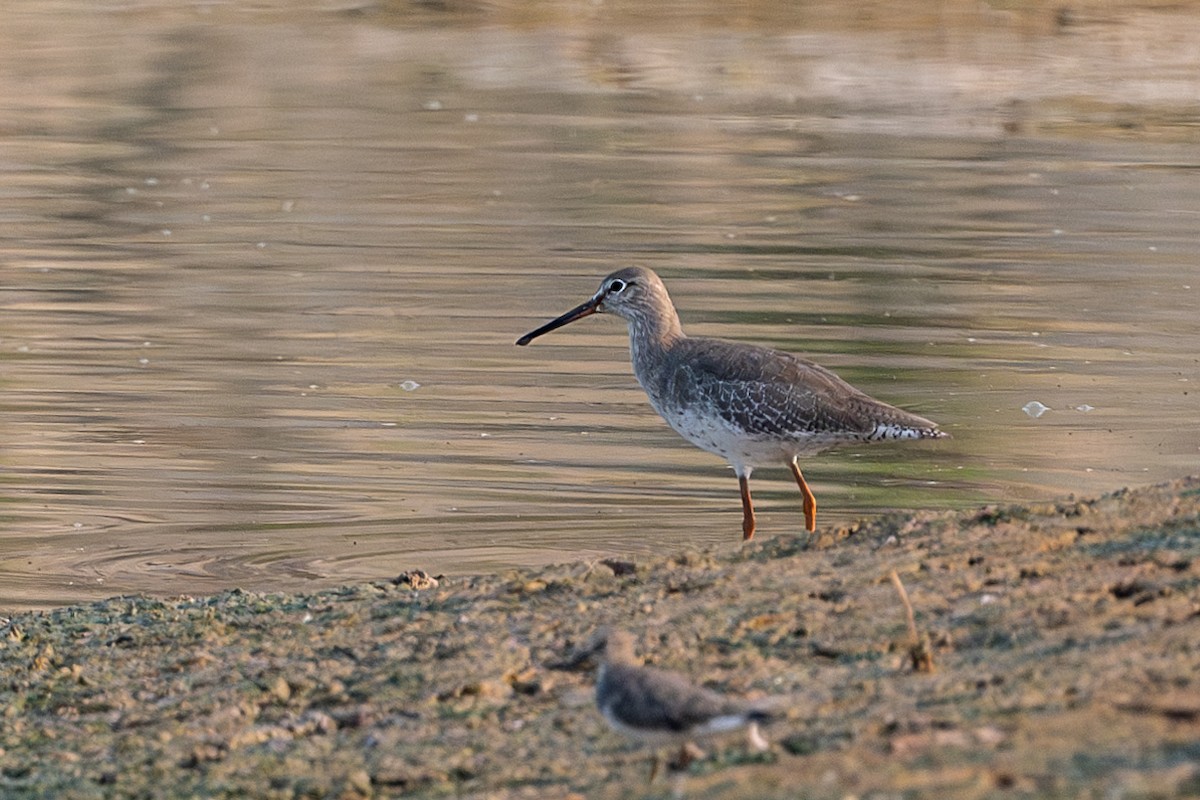 Common Redshank - ML624019070