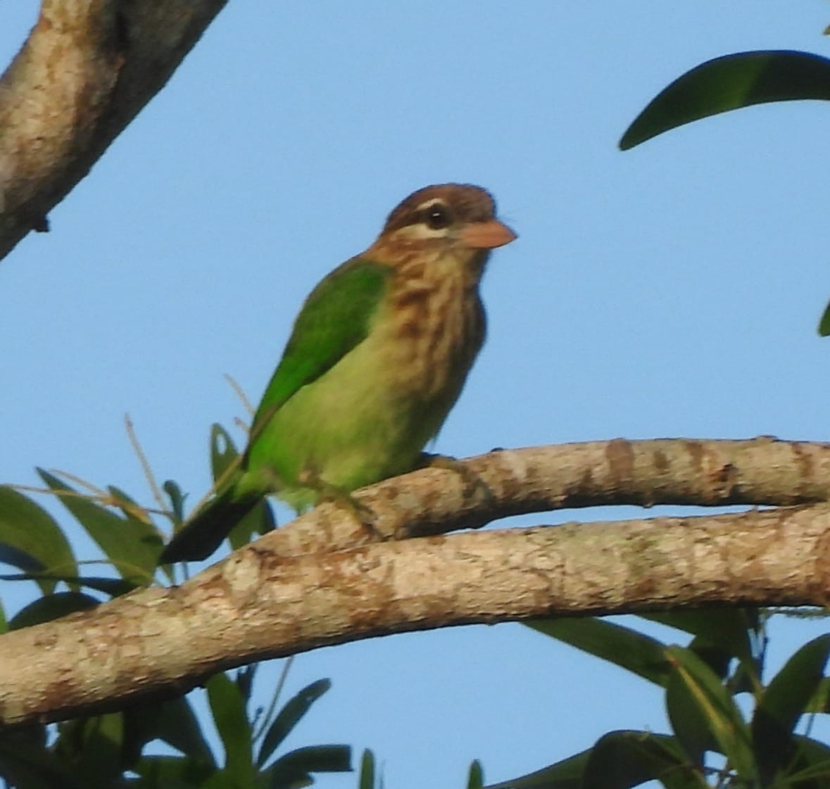 White-cheeked Barbet - Usha Nataraj