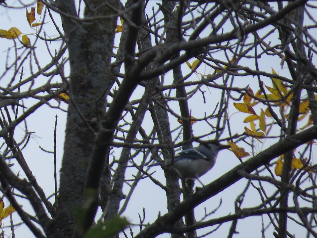 Blue Jay - ML624019078