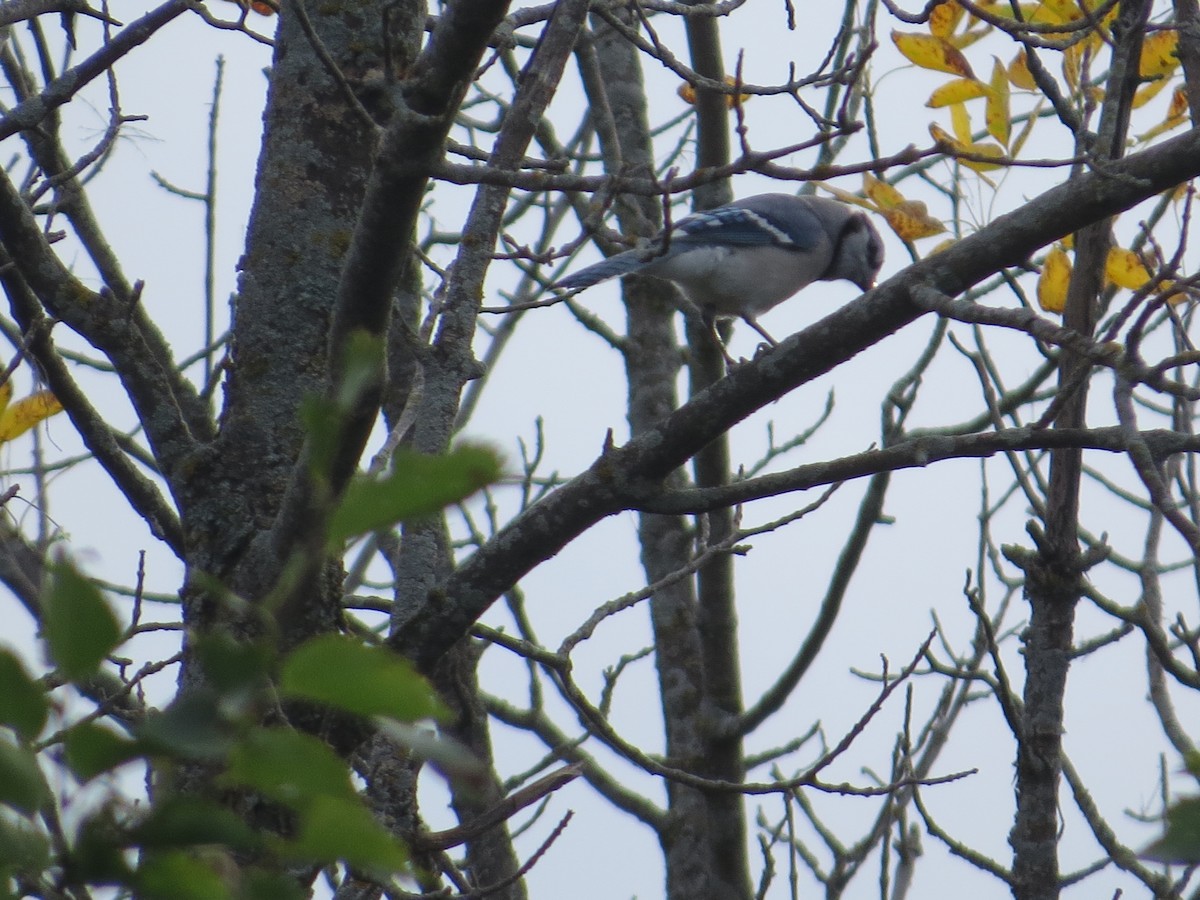 Blue Jay - ML624019079