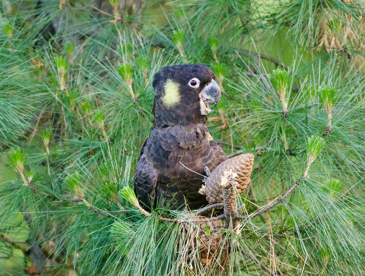 Yellow-tailed Black-Cockatoo - Scott Baker