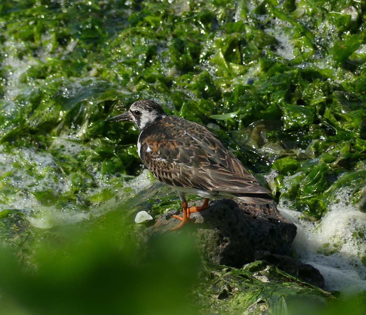 Ruddy Turnstone - ML624019093