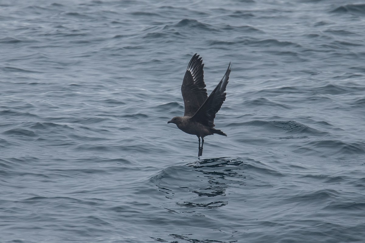 South Polar Skua - ML624019096