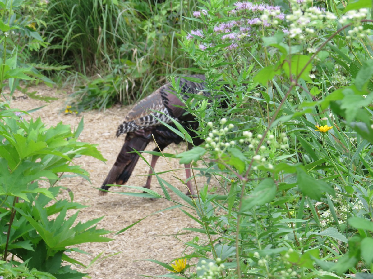 Wild Turkey - ML624019105