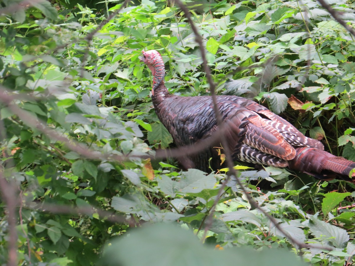 Wild Turkey - ML624019109