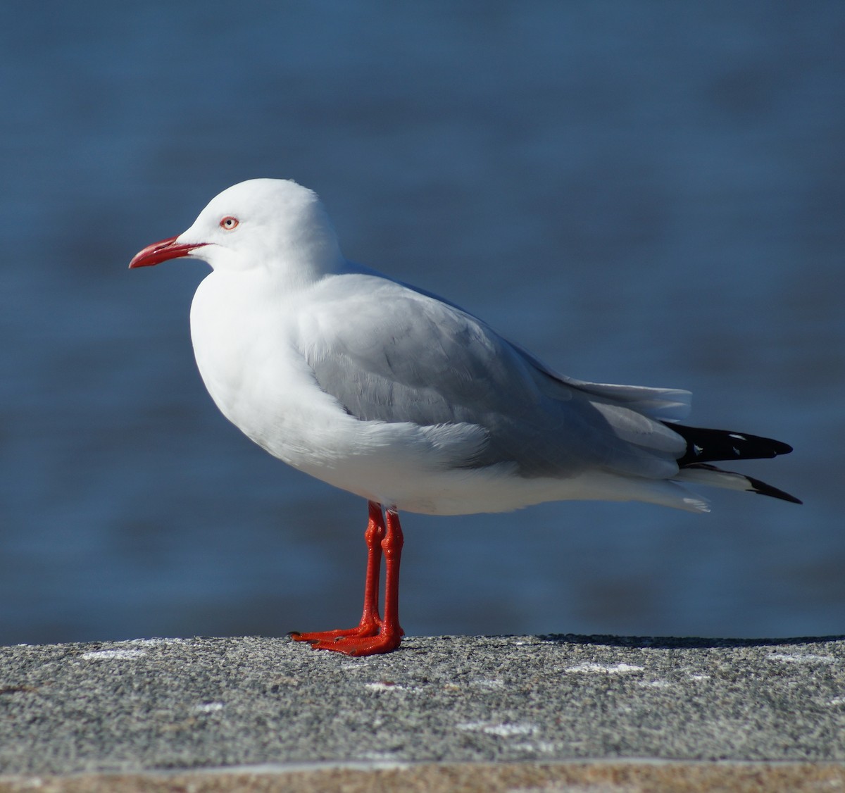 Silver Gull (Silver) - ML62401911