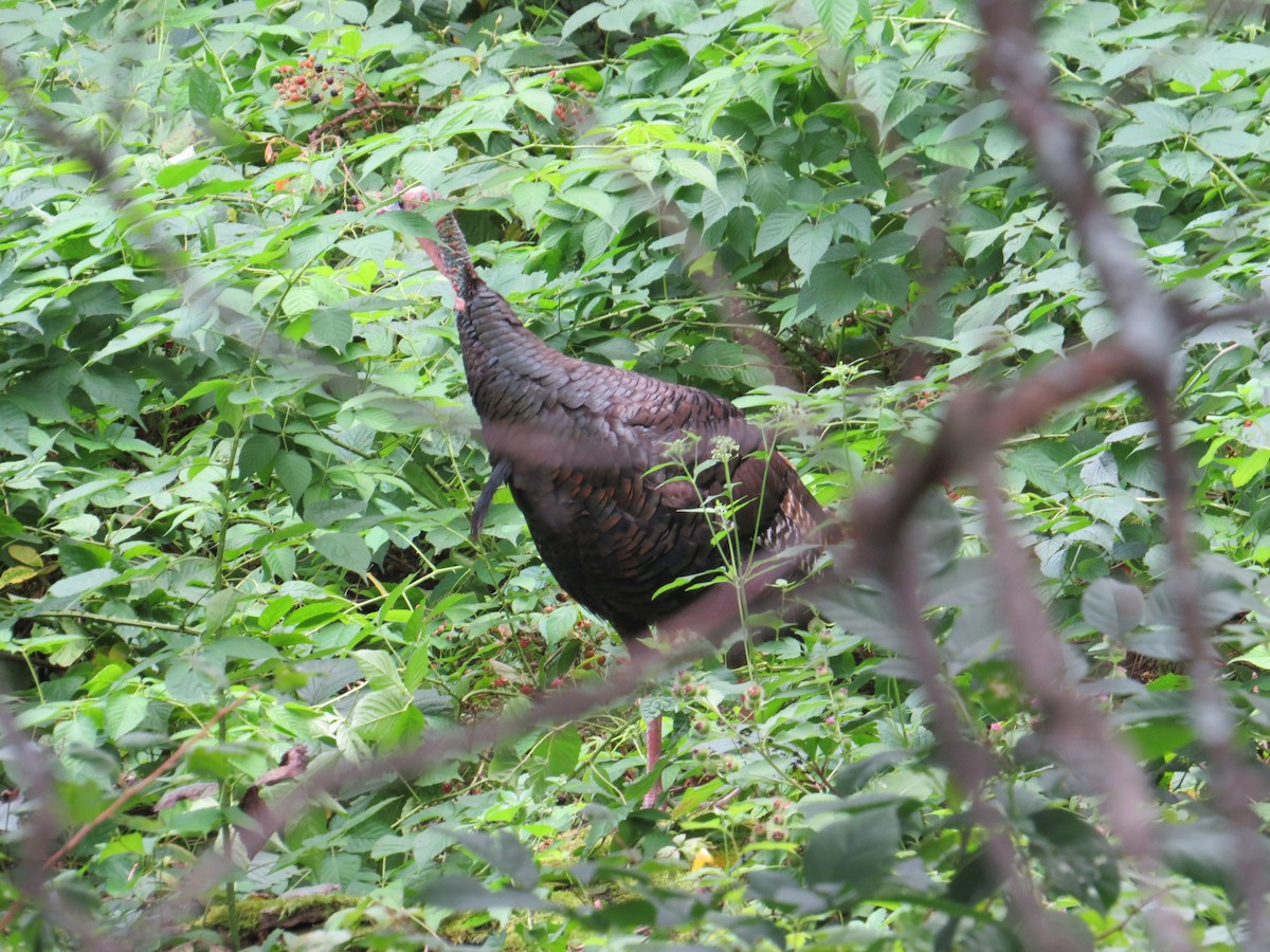 Wild Turkey - ML624019111