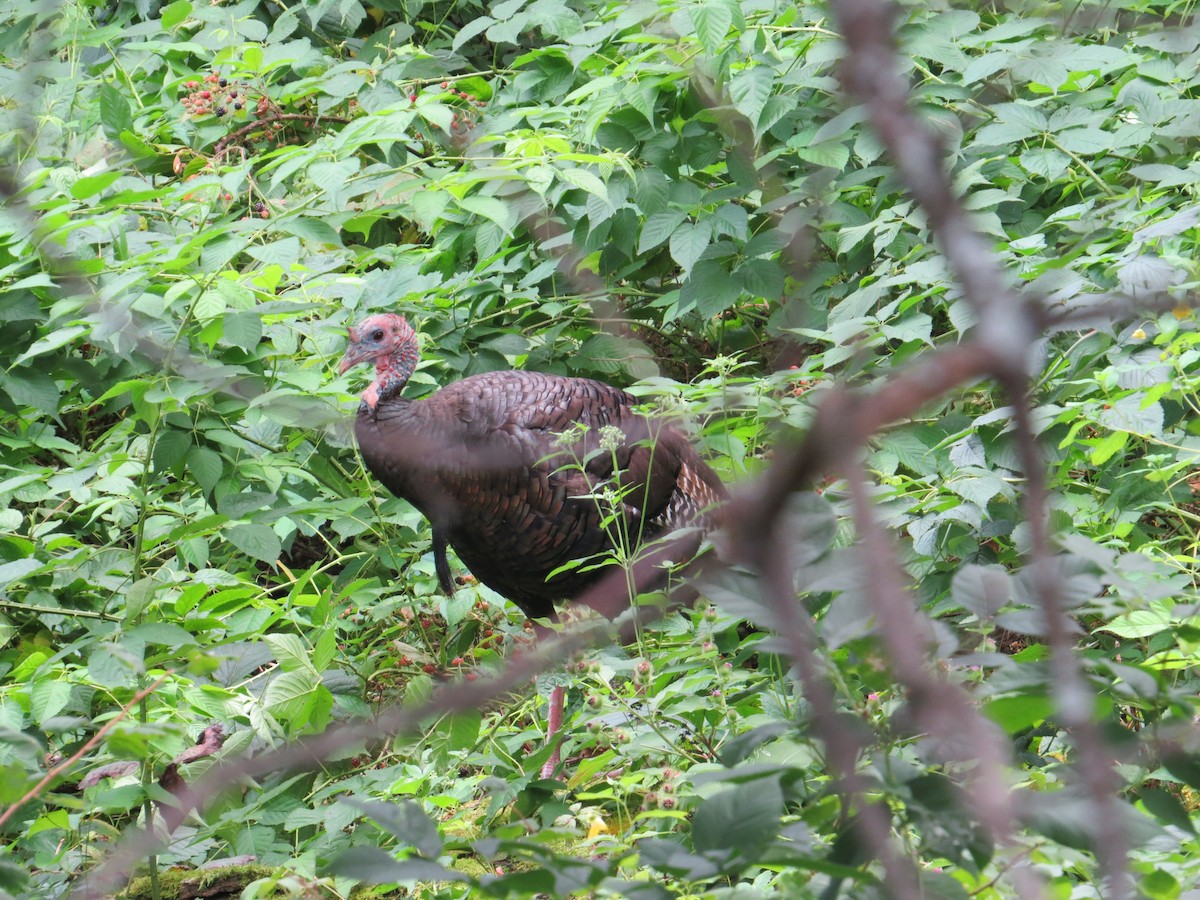 Wild Turkey - ML624019113