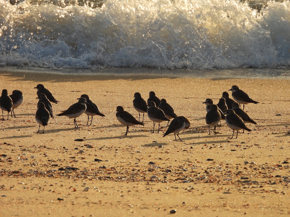 Tibetan Sand-Plover - ML624019115