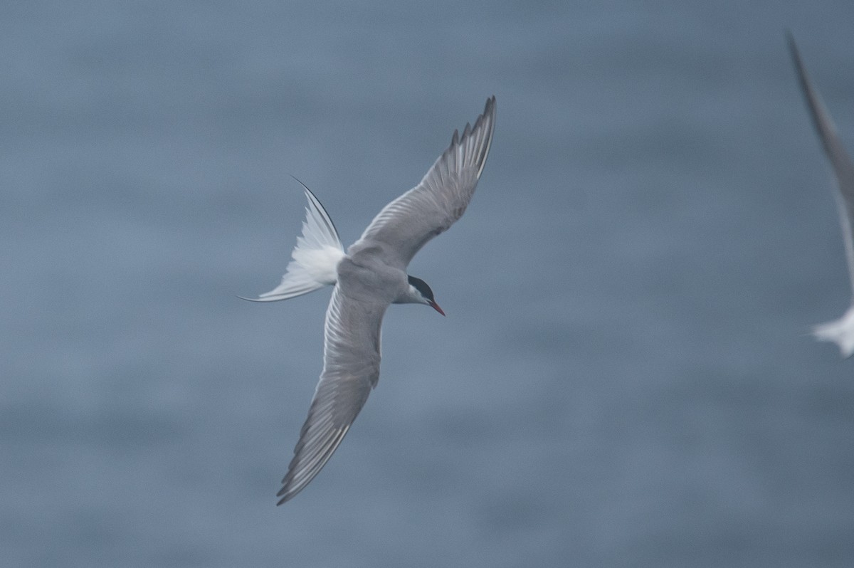 Arctic Tern - ML624019116