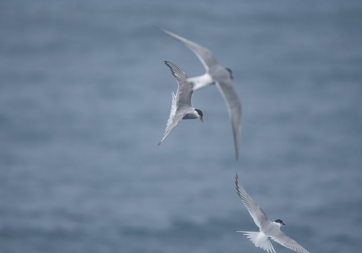 Arctic Tern - ML624019118