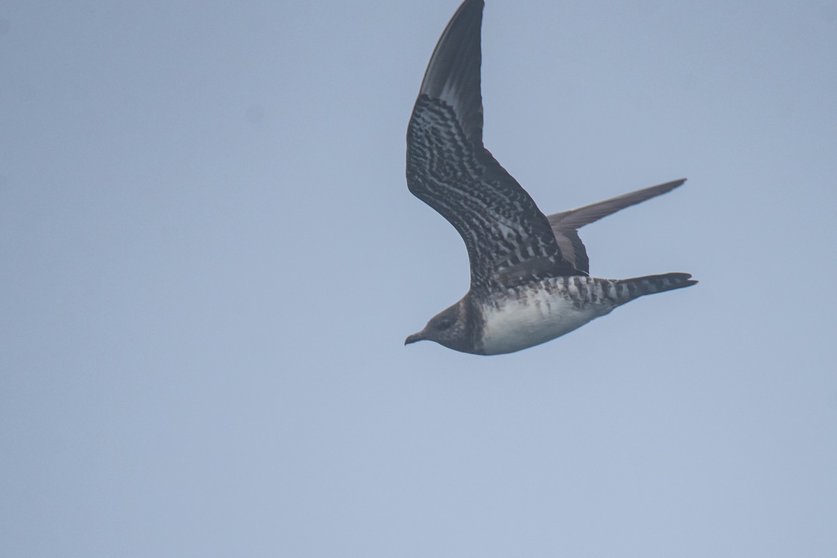 Long-tailed Jaeger - ML624019119