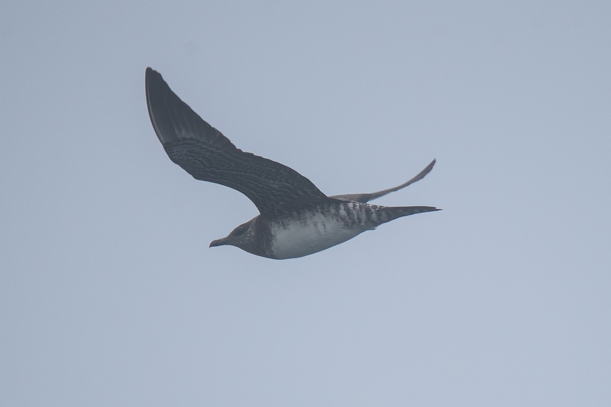 Long-tailed Jaeger - ML624019120