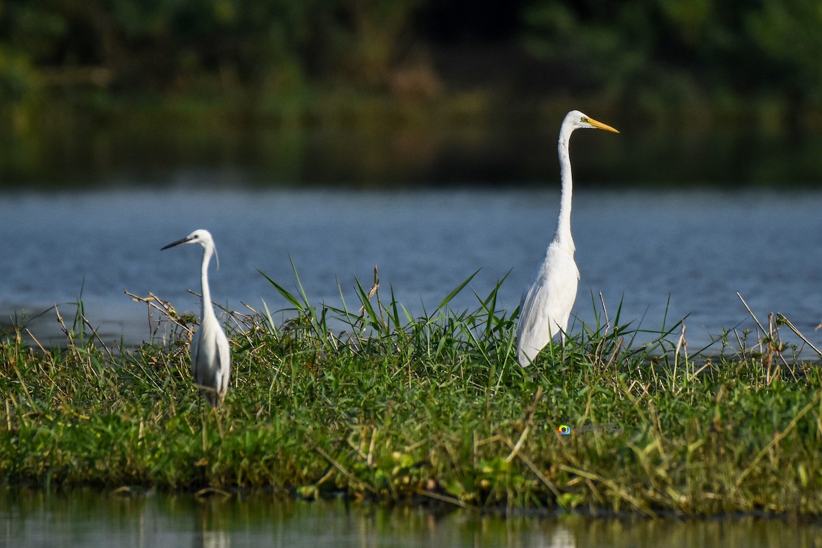 Little Egret - ML624019134