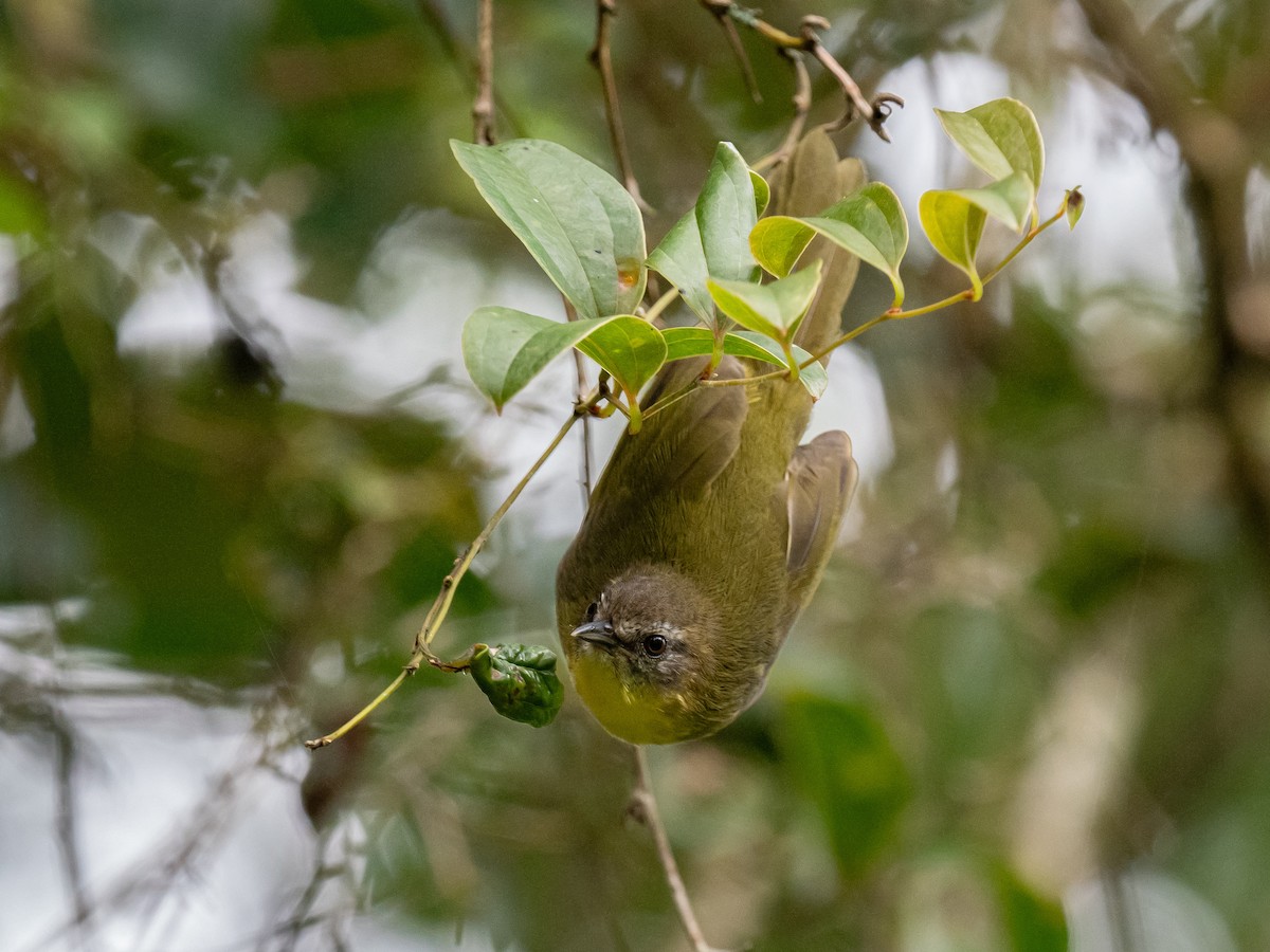 Wedge-tailed Jery - Ivan Leshukov