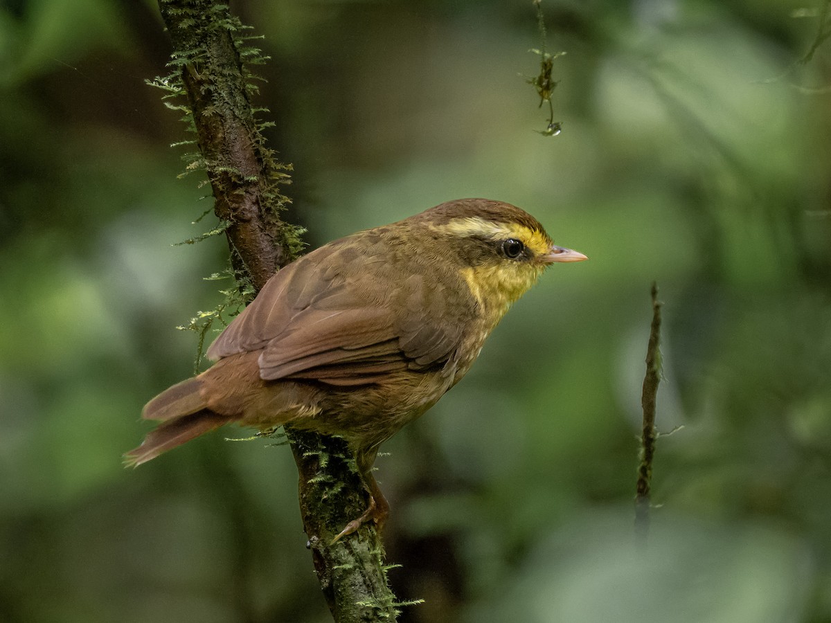 Yellow-browed Oxylabes - ML624019152