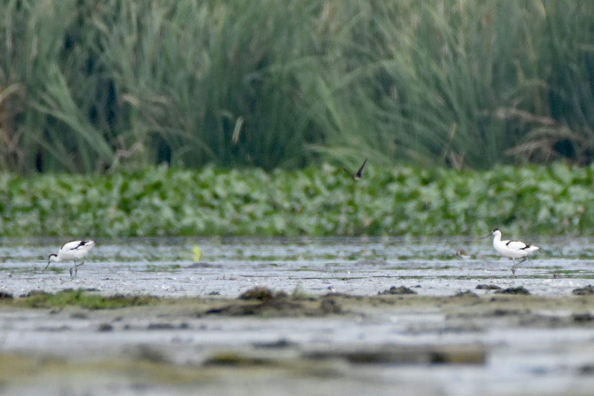 Pied Avocet - Sabarish  D