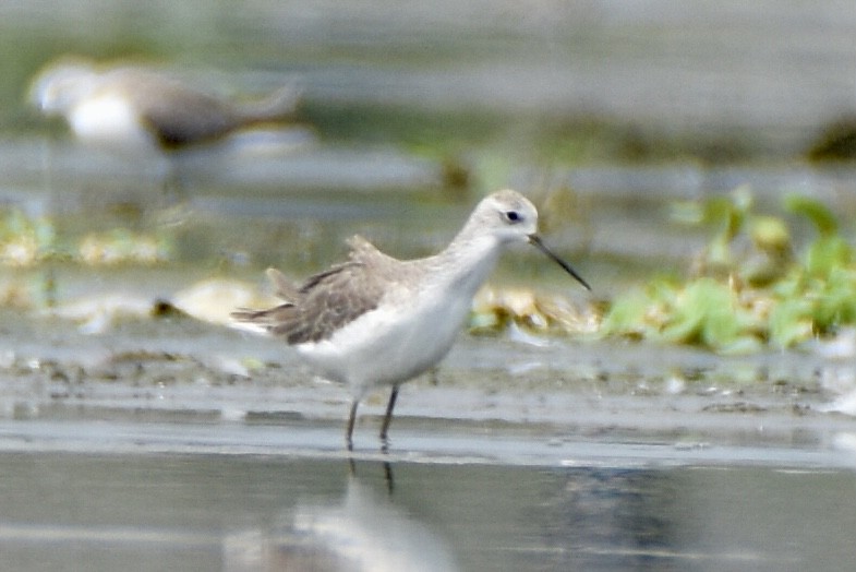 Marsh Sandpiper - ML624019180