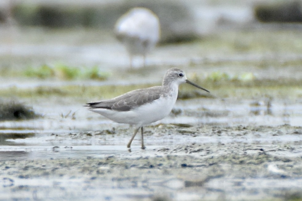 Marsh Sandpiper - ML624019181