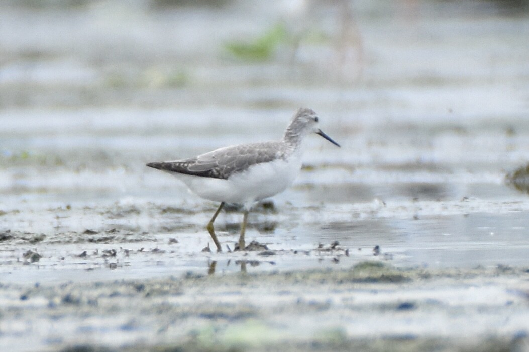 Marsh Sandpiper - ML624019182