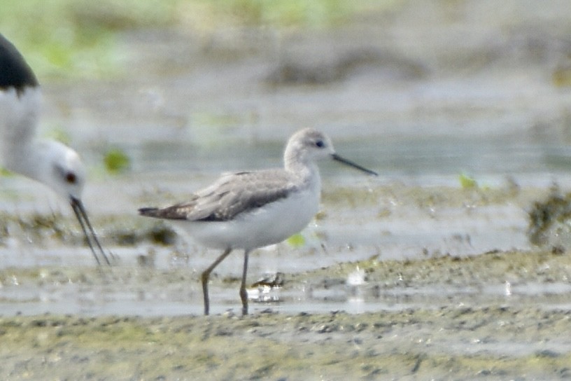 Marsh Sandpiper - ML624019183