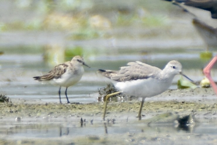 Marsh Sandpiper - ML624019184