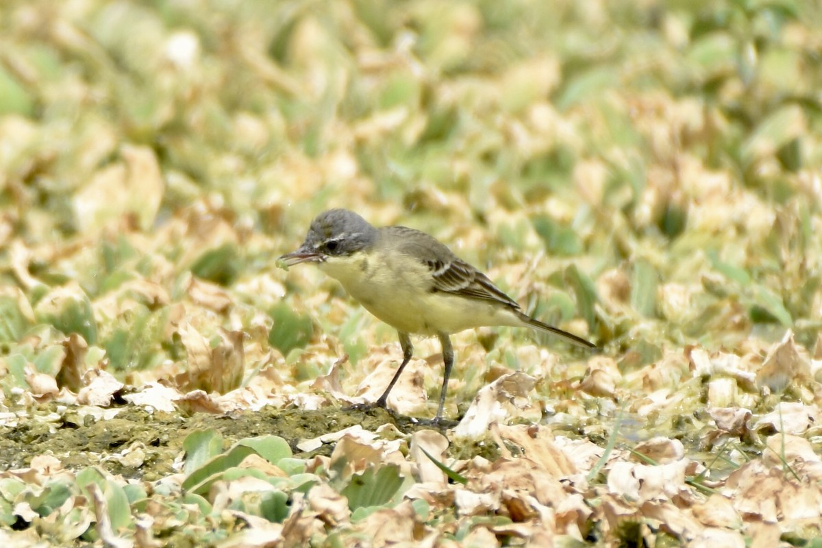 Western Yellow Wagtail - Sabarish  D