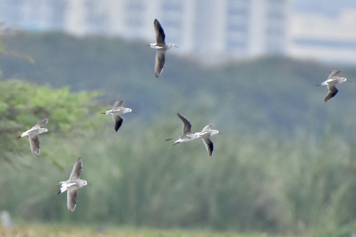 Marsh Sandpiper - ML624019211