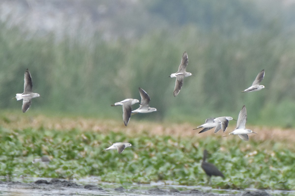 Marsh Sandpiper - ML624019212